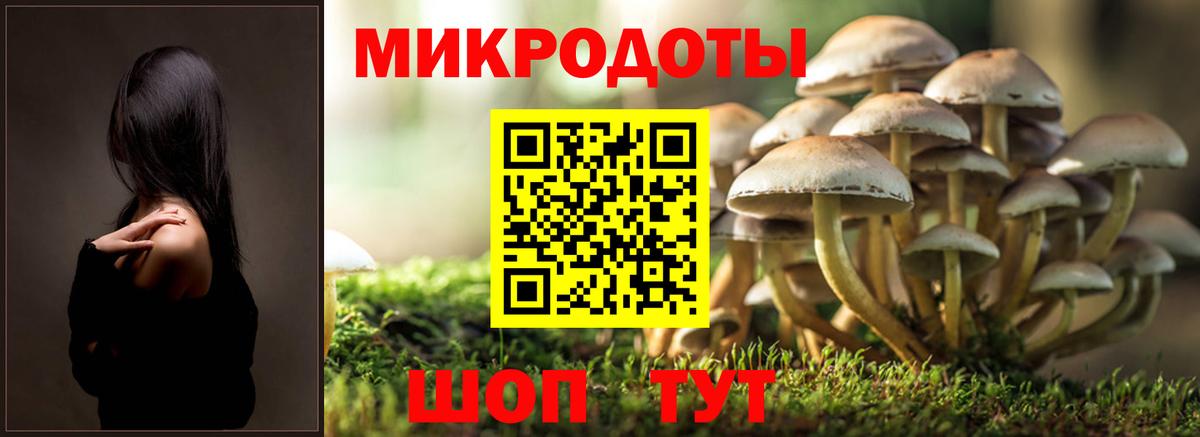 Псилоцибиновые грибы Psilocybe Кимры